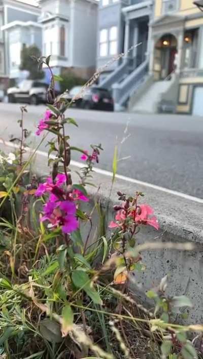 The great concept of "guerilla gardening"