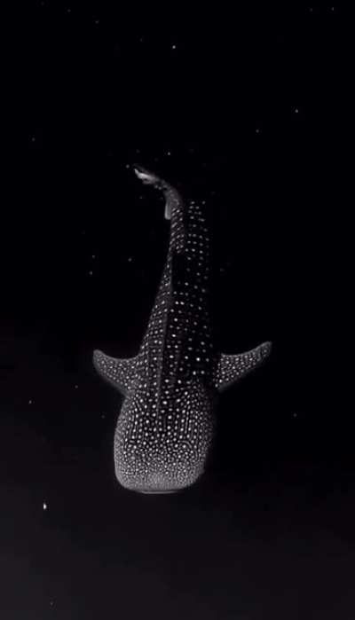 ? A whale shark swimming in deep waters, looks like flying through stars in space.
