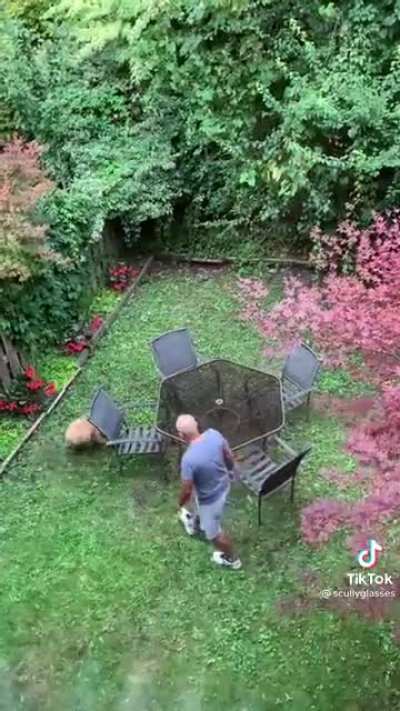 Playing a game of escape zoomies