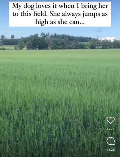 Dog Loves Jumping Like A Kangaroo