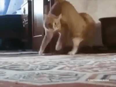 Started cat funny reaction ?