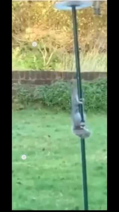 Tired of squirrel stealing the bird feed,we greased the pole!