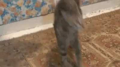 A different kind of zoomie