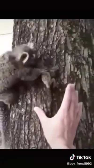 Here’s your baby Momma Marmoset