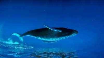 ? A beautiful perspective of whales