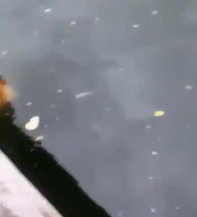 Nice knowing you pet fish