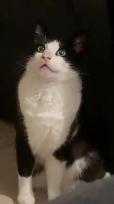 Cat’s broken. There was nothing on the wall so I’m convinced he can see ghosts.
