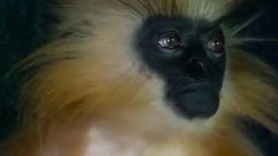 golden langur observing