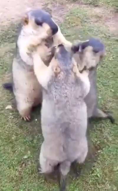 This Marmot stealing the foods because he’s bigger than his siblings