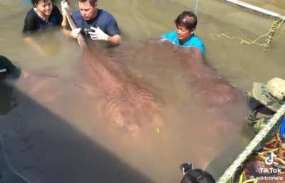 ?World record for largest freshwater stingray