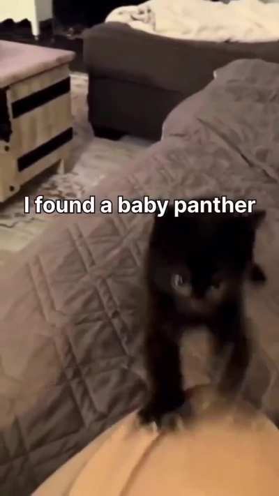 Furrocious
