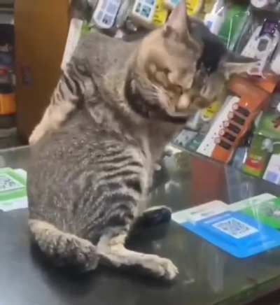 This cat is broken...