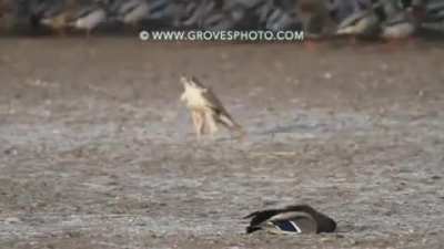 ? falcon assassinate a drake mallard at 100km/h