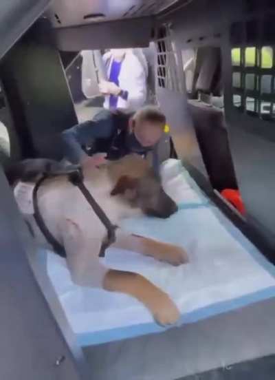 Arlo is a police K-9 who was shot while on duty and had to undergo neurosurgery to remove a bullet lodged near his spine. When he was finally released, he was given a true hero’s welcome home!