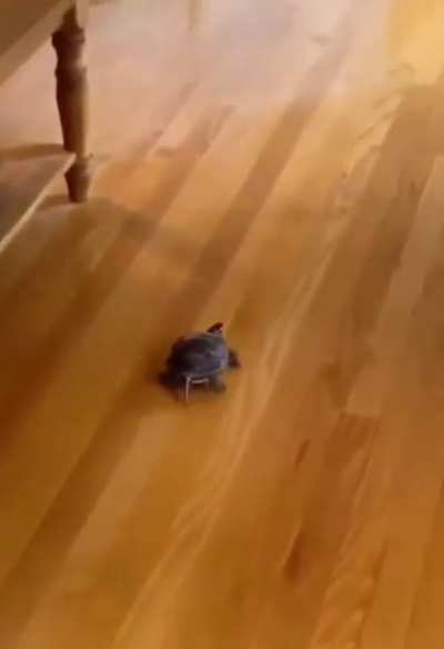 Zoomies