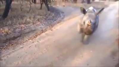 ? This Rhino Became Friends With A Sheep And Imitates Him.