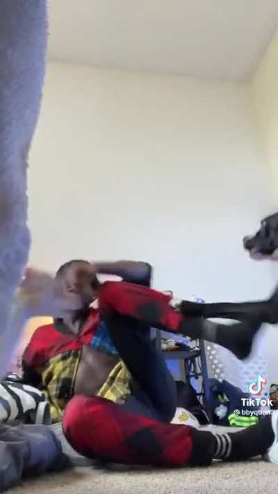 Dog fight