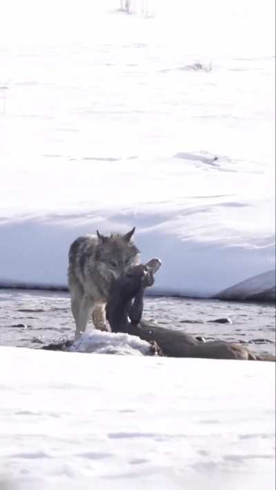 ?A lone wolf takes down a mule deer