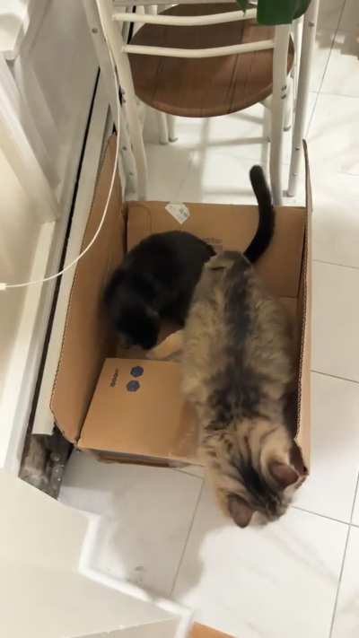 He’s new to boxes