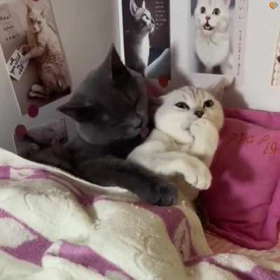 Cat couples having a Romantic movie night ?