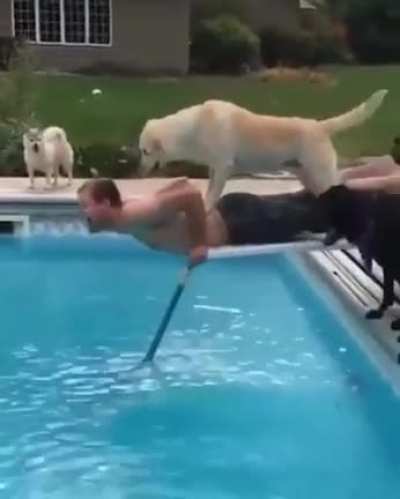 "Why is this diving board making noises??"