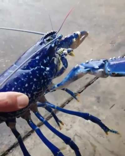 ? One in a million blue lobster, released along with 100s of females as part of a conservation effort ?