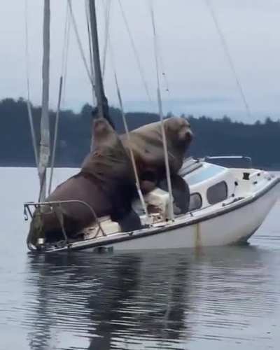 Cute sea lions!