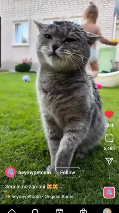 The face of "this is my life meow"