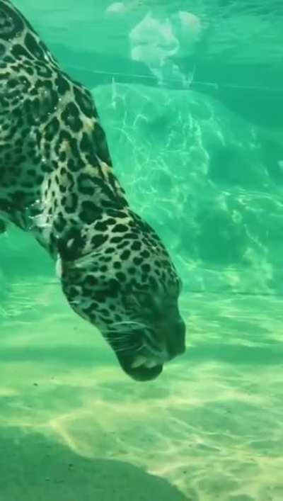 ? A jaguar swimming underwater