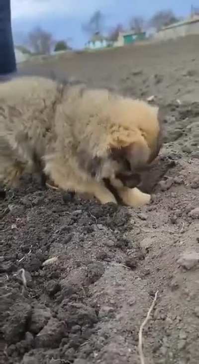 Puppy helps plant potatoes in Ukraine ???