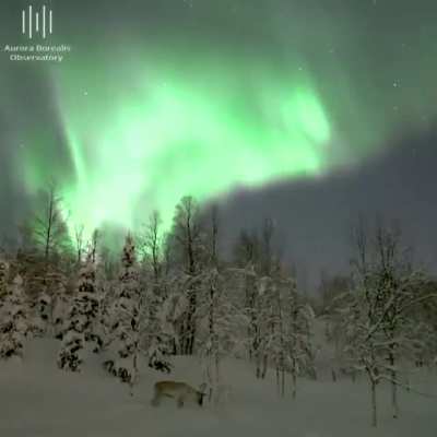 ? Winter nights in the mountains of Norway ?