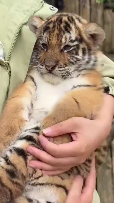 Sleepy baby tiger! ??