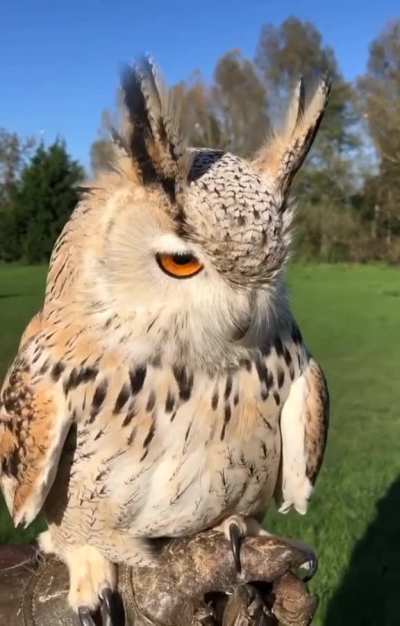 ? Eurasian Eagle Owl