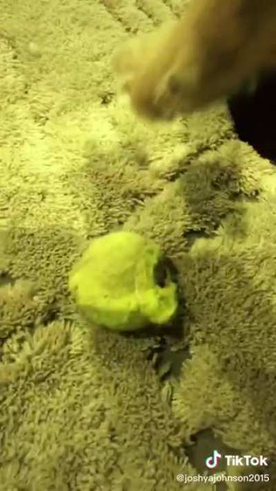 Drop the jams doggo!
