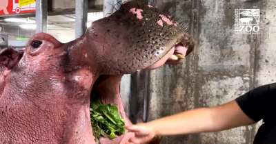 This very cooperative hippo dental patient