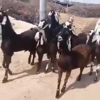 Goats vibin' their way back to the farm.