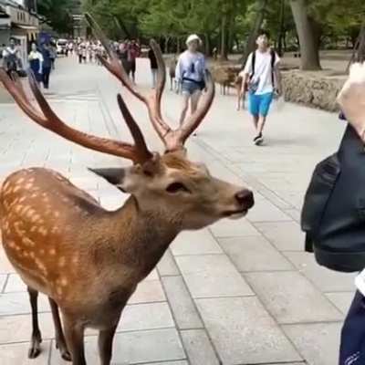 A very polite deer bowing to a tourist in Japan
