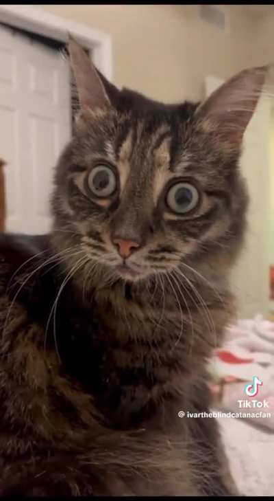 Every time the blind cat came into the picture ?