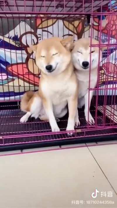 doge +1