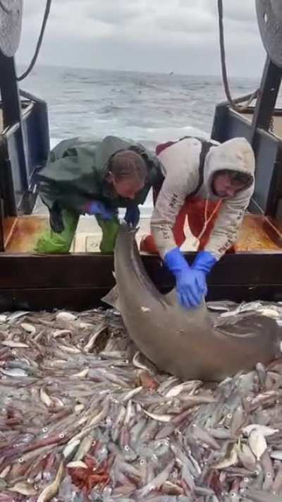 This shark is genius???