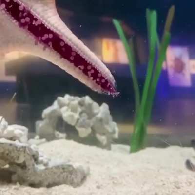 ? Starfish Walking ?