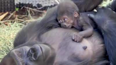 ? Gorilla mum patting her baby.