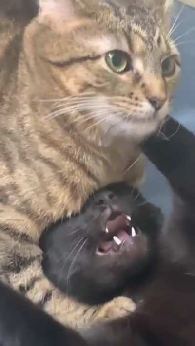 My cats’ audition for WWE