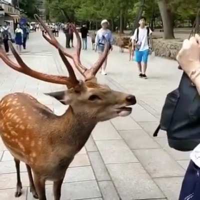 ? A very polite deer bowing to a tourist in Japan ?