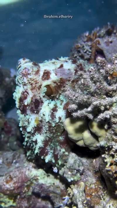 This Octopus shows us how effectively it can change its color  to match with the surroundings as the scuba driver slowly approaches it.