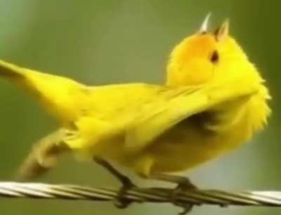 I just learned so much about bird anatomy