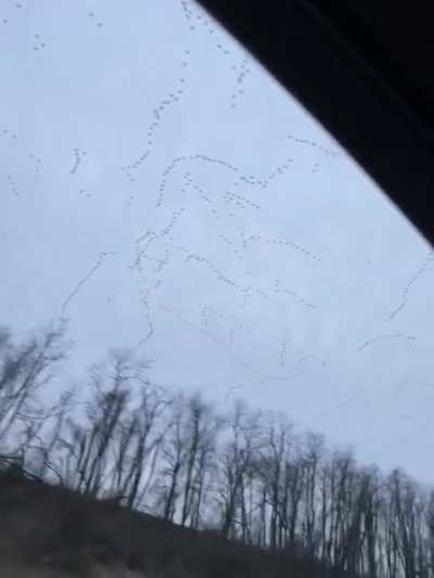 ? Massive bird migration sky patterns ?