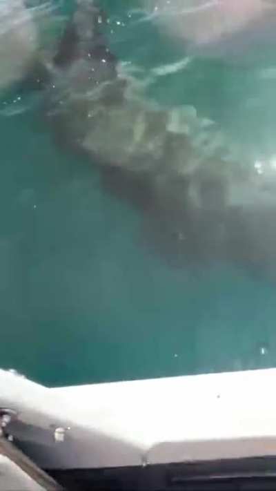 "that's not a basking shark dude"