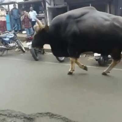 ? - An Indian Gaur