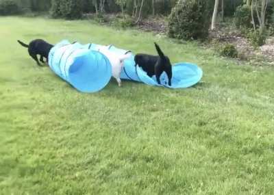 "first day of dog agility trait went great, thank for asking!"